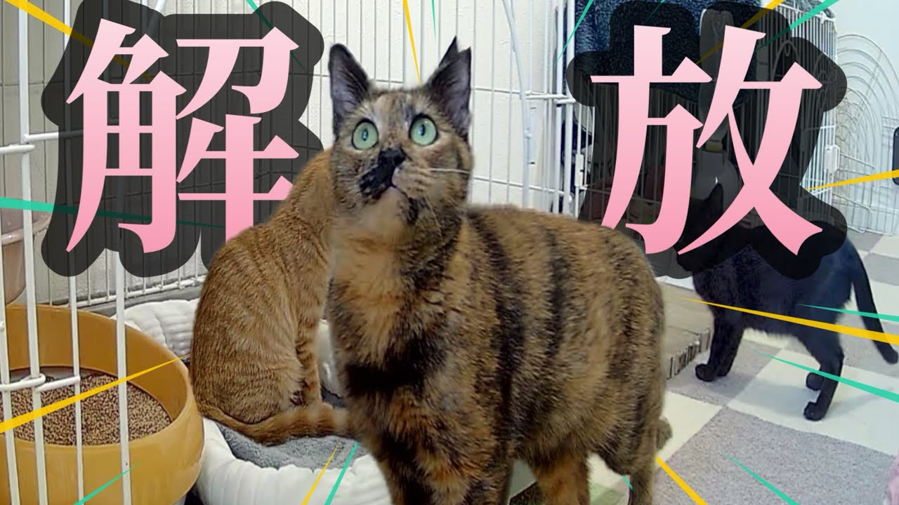 思い切ってズーちゃんを解放してみたらこんな事になりました！