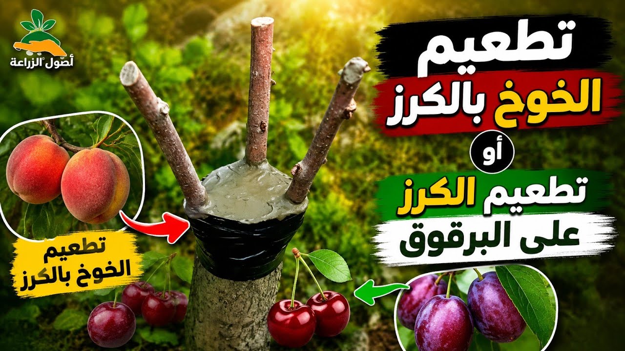 تطعيم الخوخ بالكرز | تطعيم الكرز على البرقوق