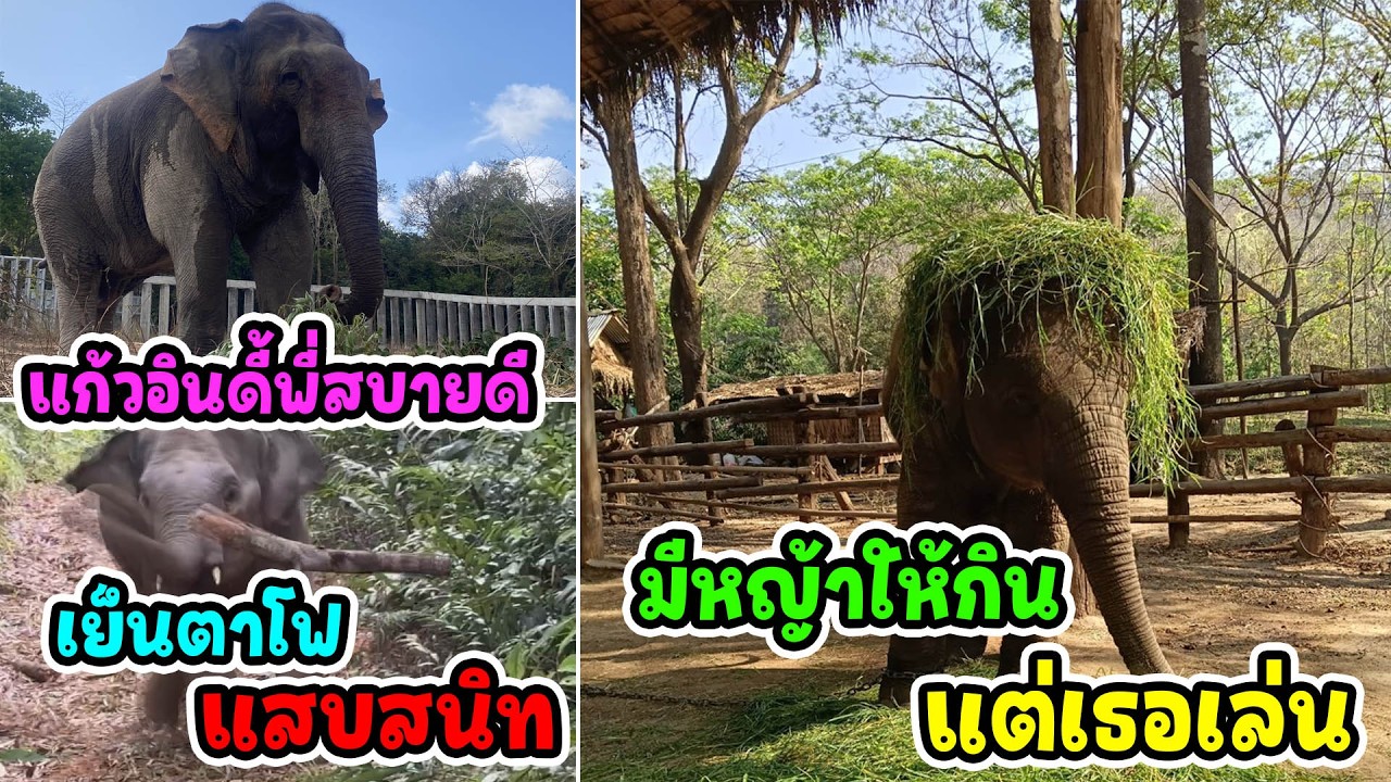 แก้วอินดี้สบายดี/ส้มจุก ตัวตึง! กล้วยเต็มรถแต่จบที่เล่นหญ้า/ตามหา