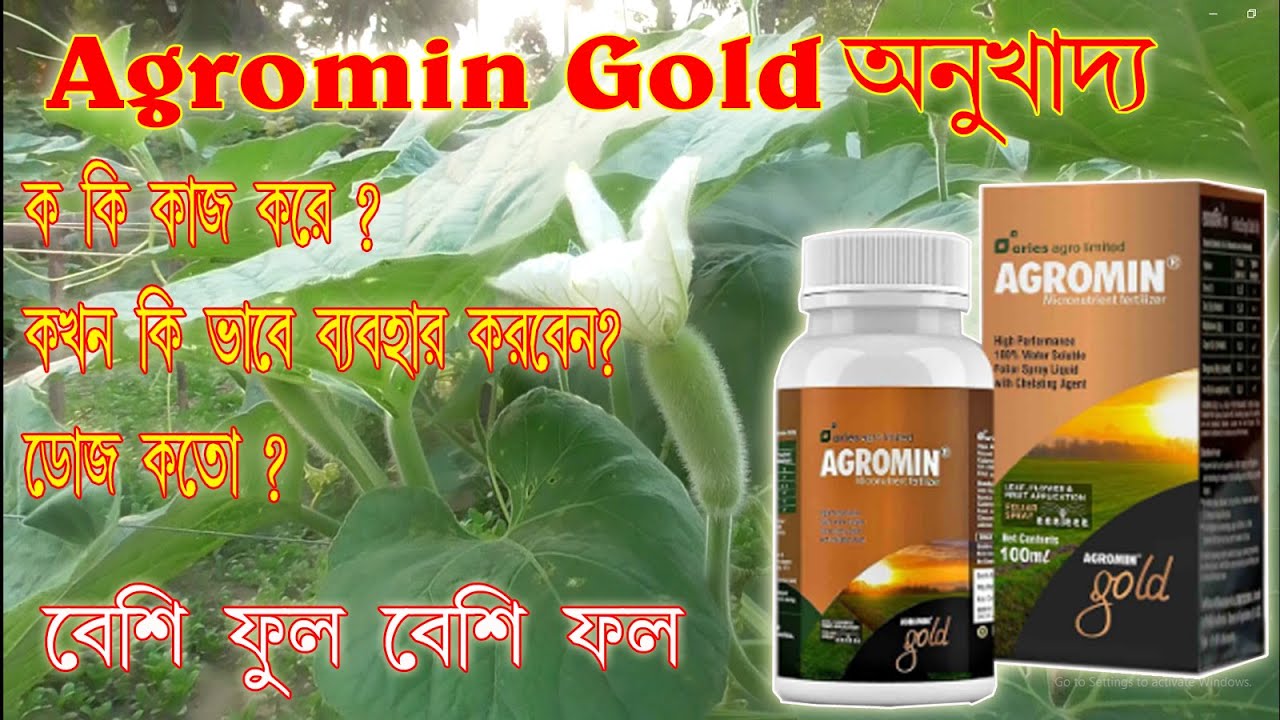 Agromin Gold অনুখাদ্য র ব্যবহার। কখন কিভাবে কতটা পরিমাণে ব্যবহার করলে আরো ভালো রেজাল্ট পাওয়া যাবে।