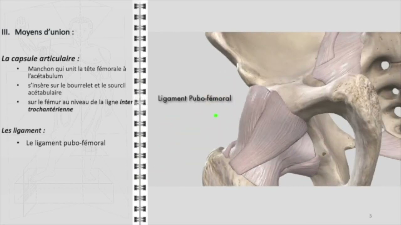 ANATOMIE FMPM HANCHE