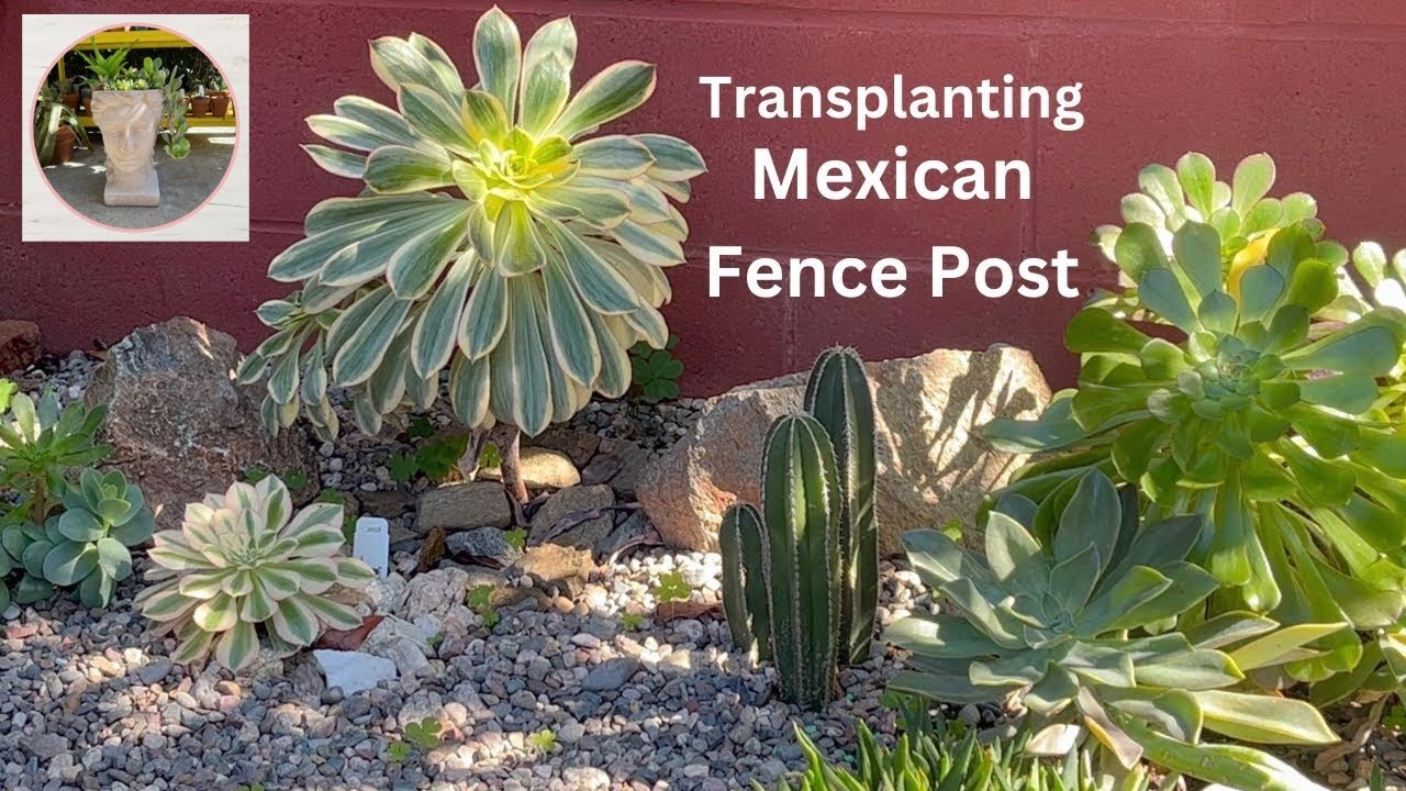 Transplanting Mexican Fence Post Cactus and a Dudleya