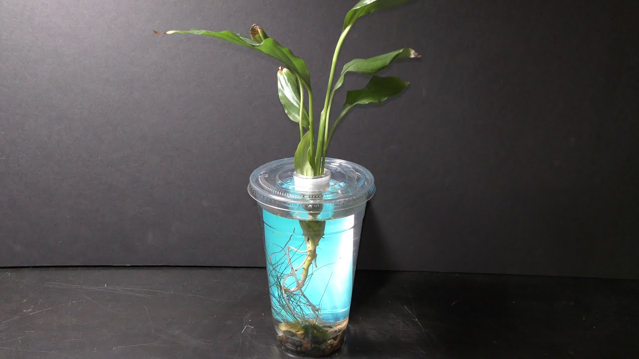 How to Grow Peace Lily in Water