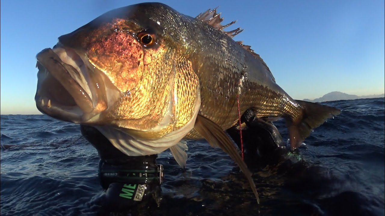 PESCA SUBMARINA EN EL ESTRECHO DE GIBRALTAR A POCO FONDO DESDE TIERRA DENTEX DENTEX 4.530 KG