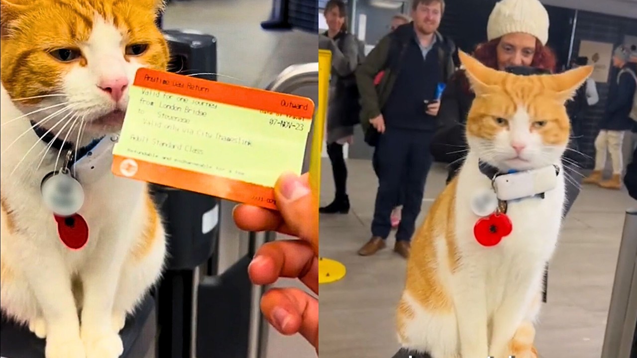Cat Becomes Train Stations Ticket Inspector 🥹🚂