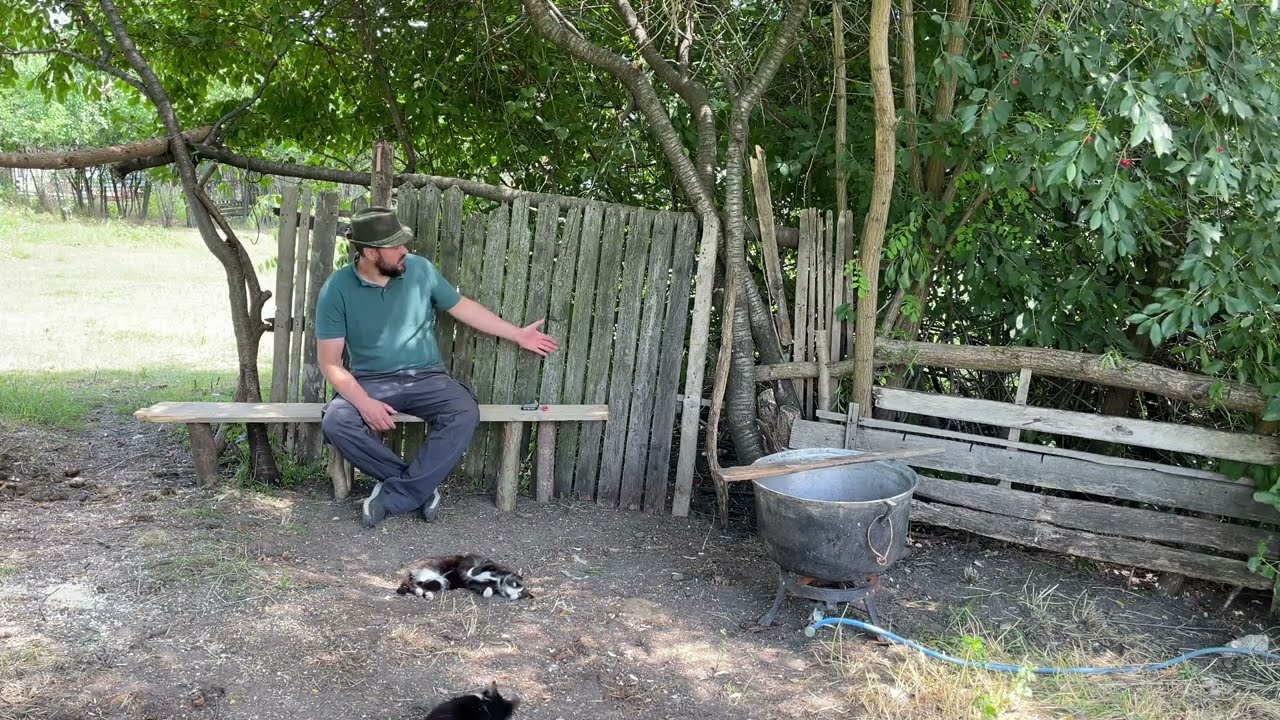 Mancare gatita pentru caini pas cu pas