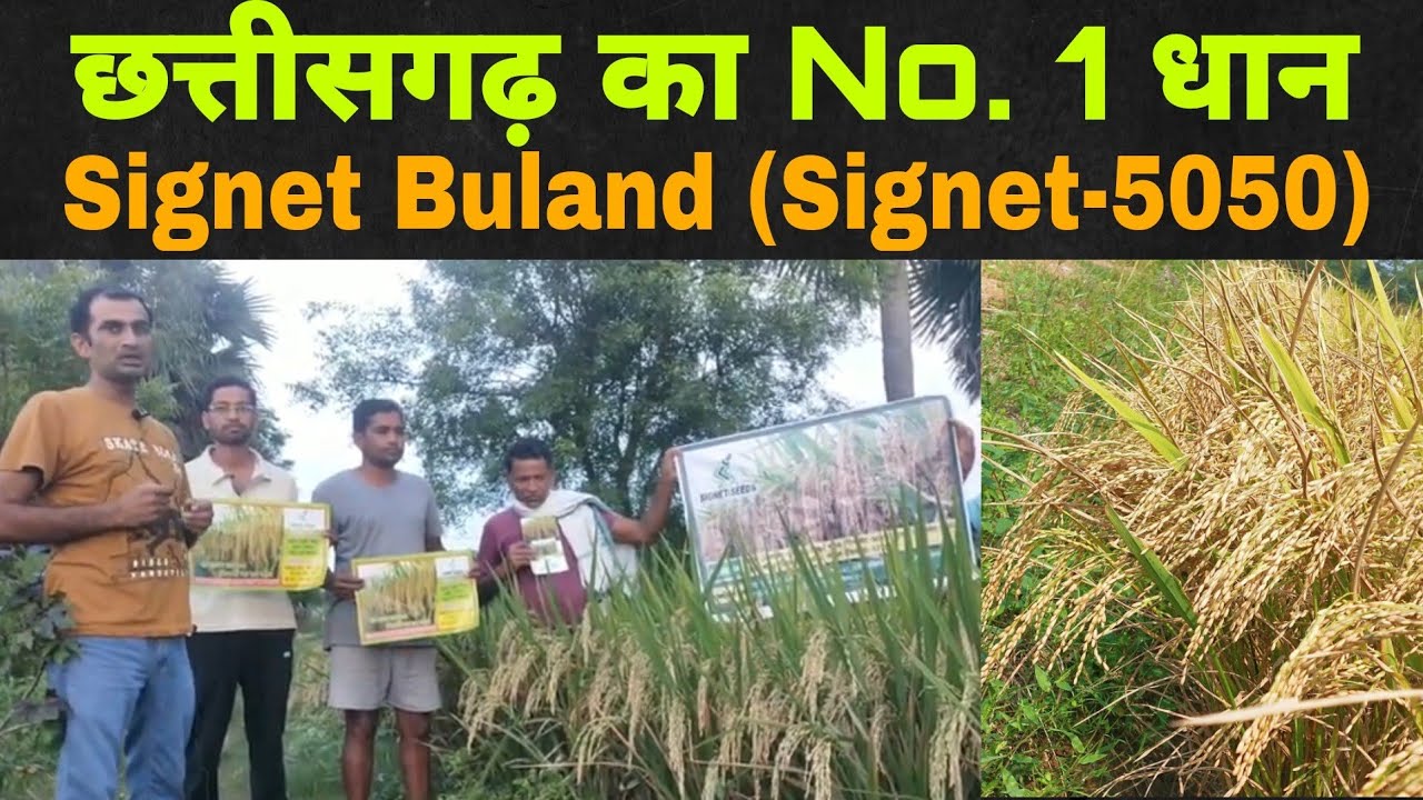 इस किसान भाई ने लगाया है छत्तीसगढ़ का नंबर 1 धान सिगनेट बुलंद 5050|Signet Buland (Signet-5050)