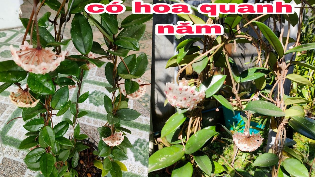 C&aacute;ch trồng v&agrave; chăm s&oacute;c cẩm c&ugrave; để c&oacute; hoa quanh năm