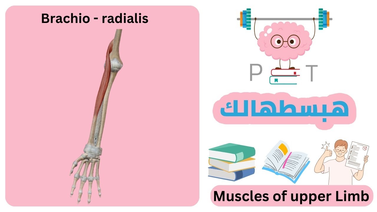 Brachio radialis #upper_limb_هبسطهالك