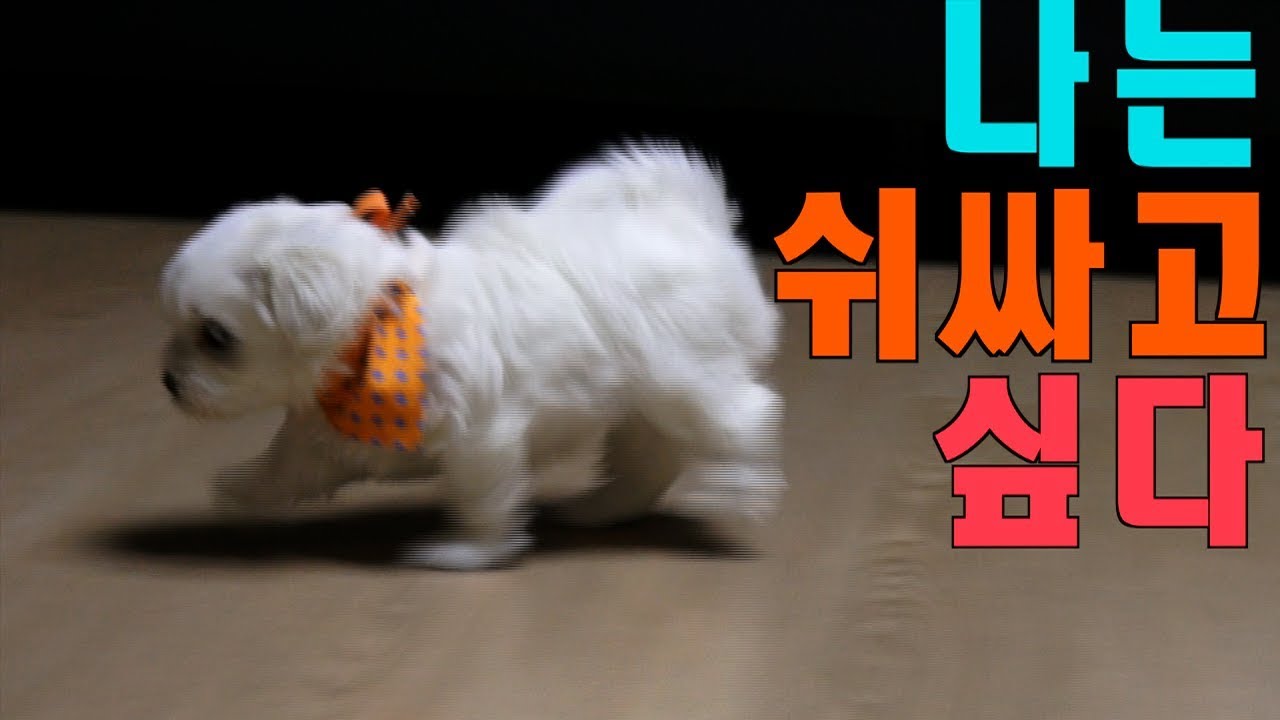[말티즈]202탄. 화장실 찾아 헤메는 아기 말티즈 블루