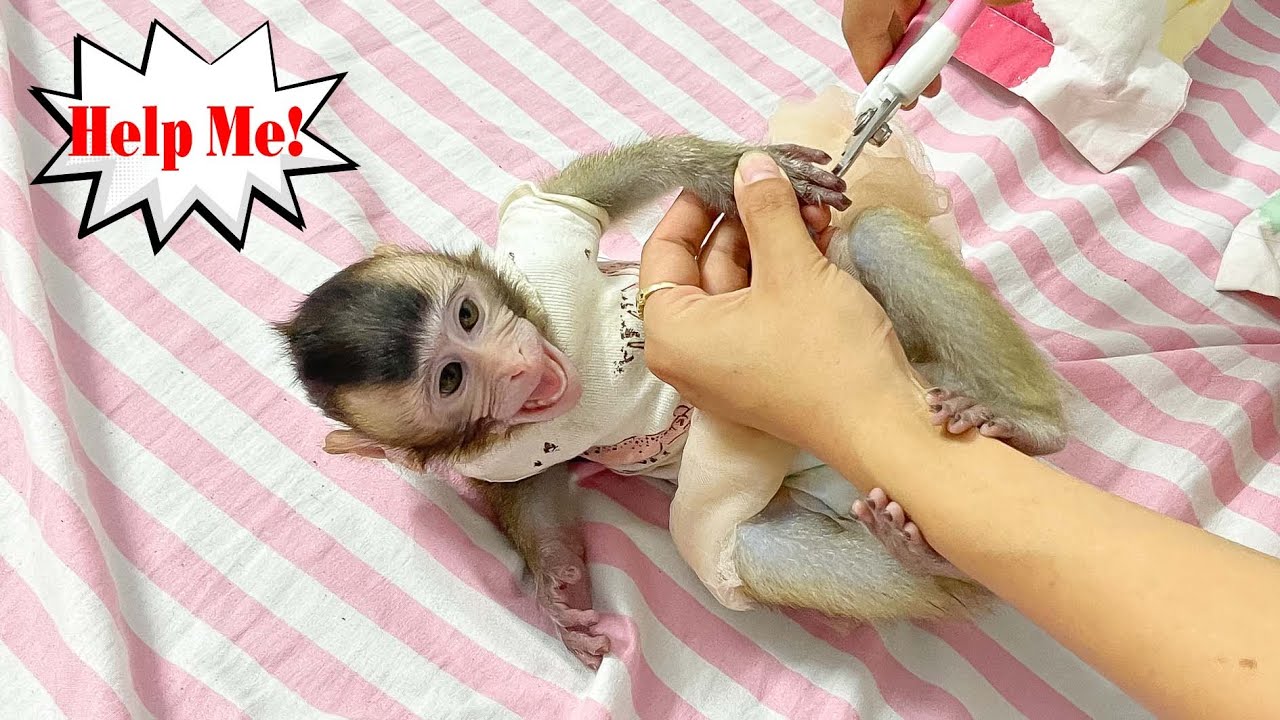 Monkey Annie is scared when her mother cuts her nails