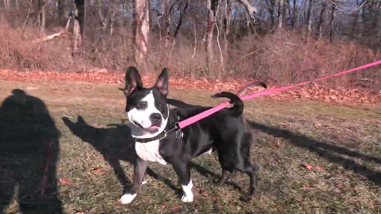 BELLA