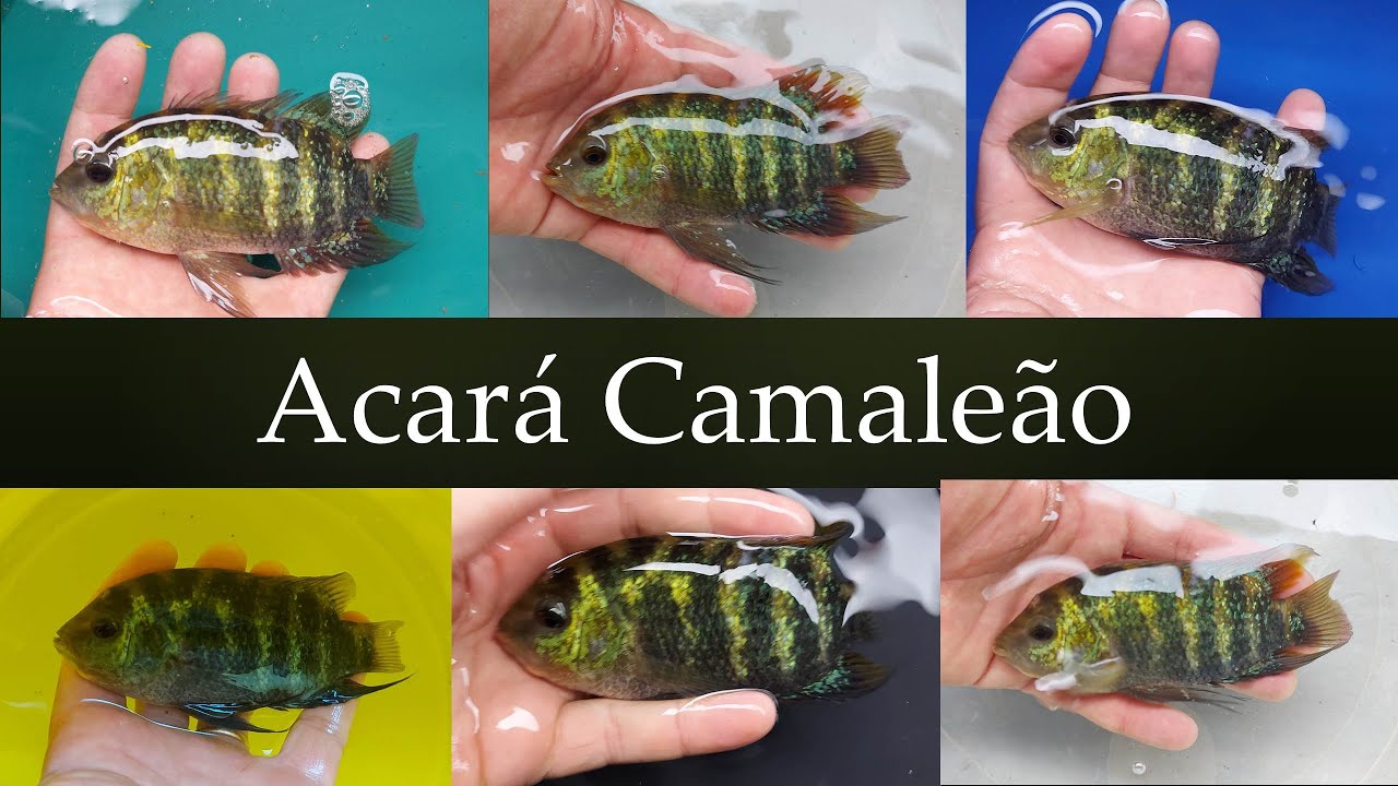 acará camaleão