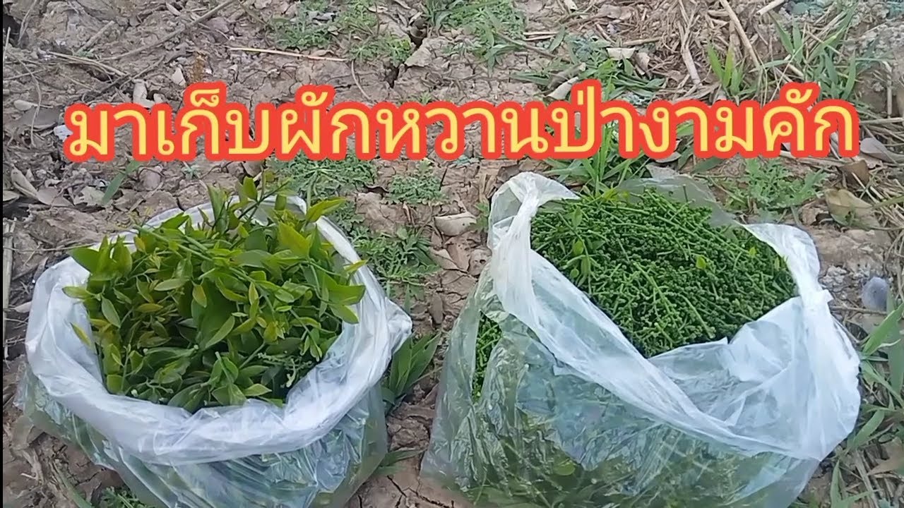 พากันมาหาผักหวานครับ