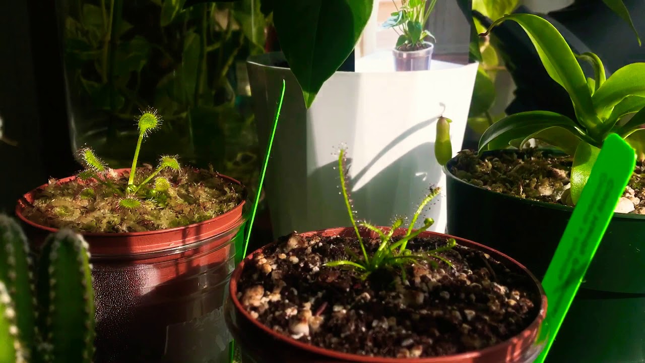 Drosera Intermedia x Filiformis time lapse