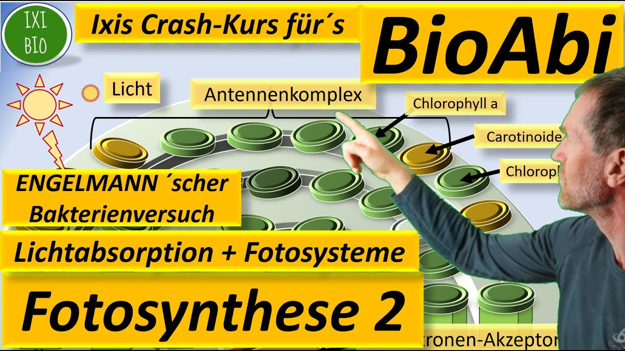 Fotosysteme, Lichtabsorption über Antennenpigmente (Antennenkomplex) und Reaktionszentrum erklärt