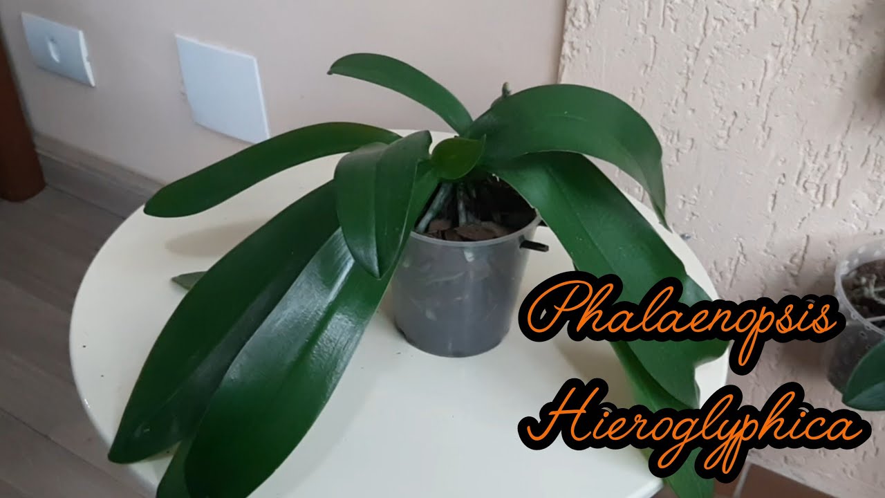 Phalaenopsis Hieroglyphica 5 meses Pós replante