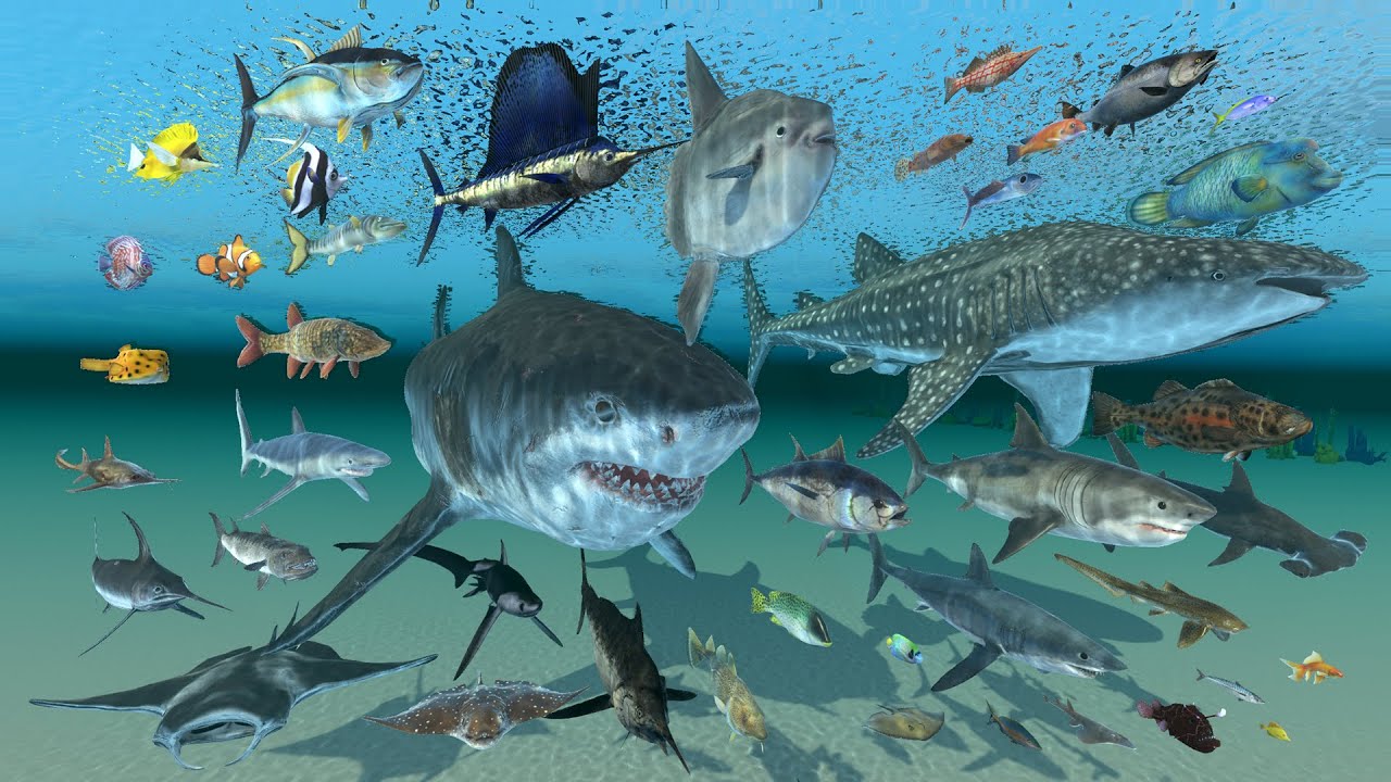 Fish Lifespan Comparison - 3D Animal Animation Comparison