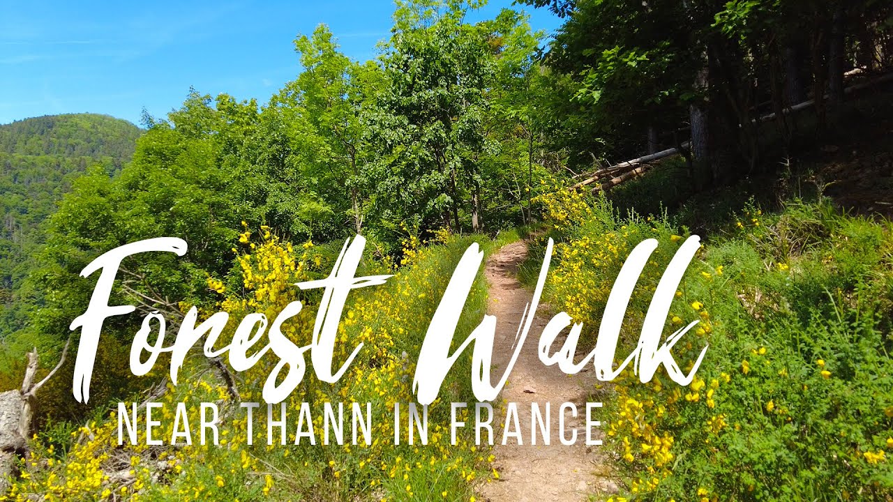 Relaxing Forest Walk near Thann in France