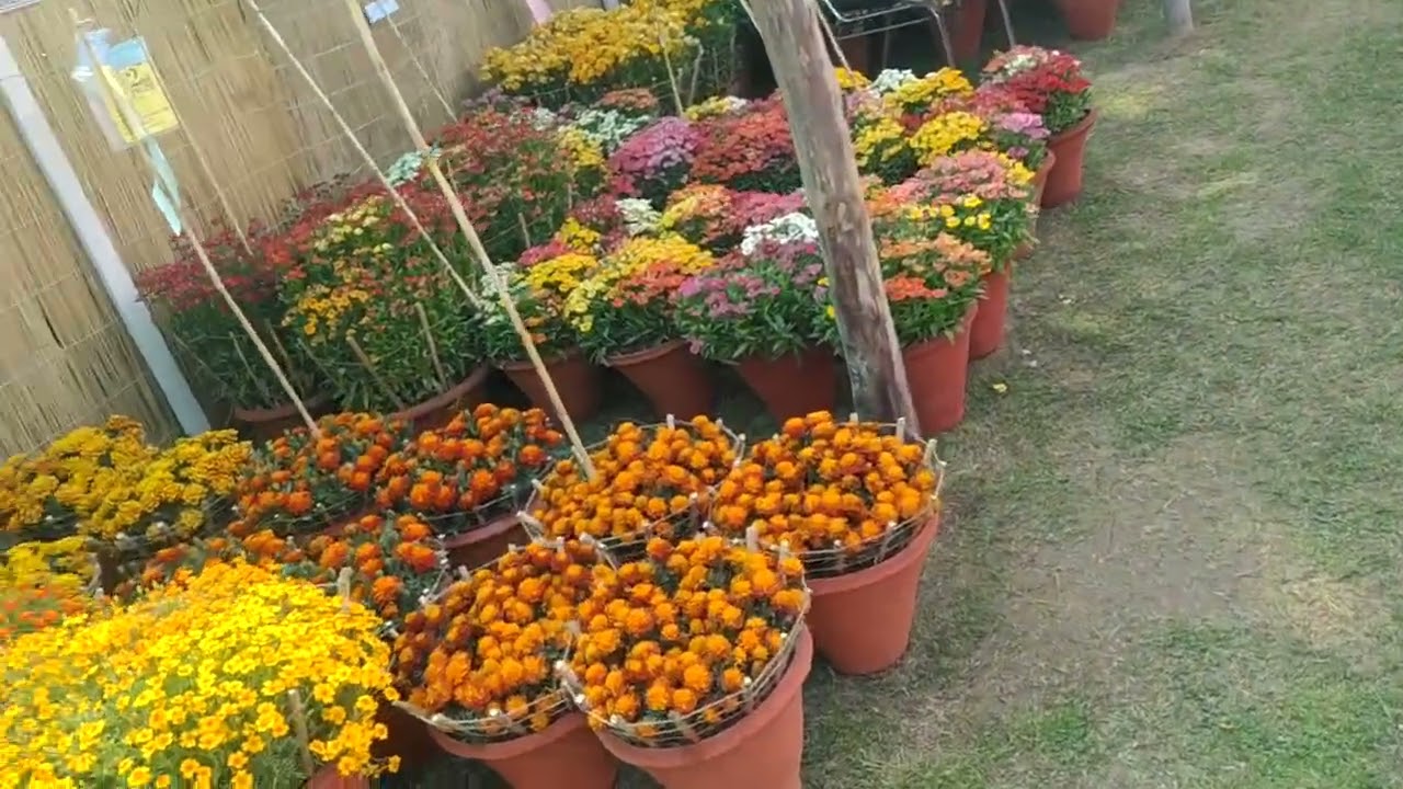 Beautiful flowers of rose festival 2026 Chandigarh #chandigarh #Rosefest #festival #flowervideo