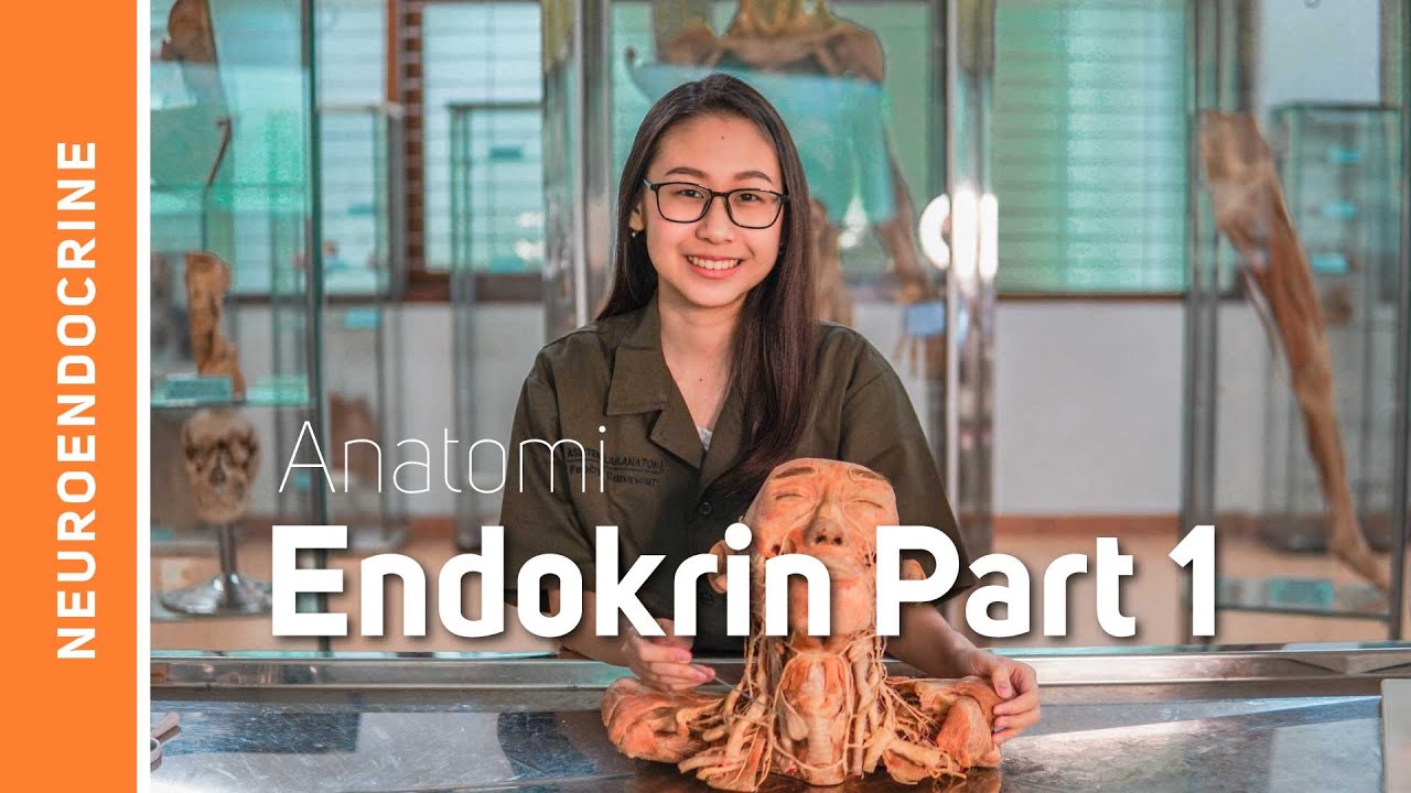 Anatomi Sistem Endokrin (Bagian 1)