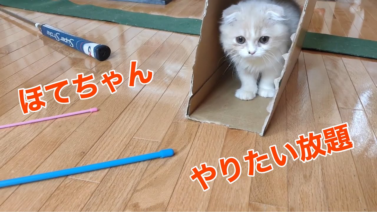 「ほてちゃん」やりたい放題　狂暴に【スコティッシュフォールド子猫】
