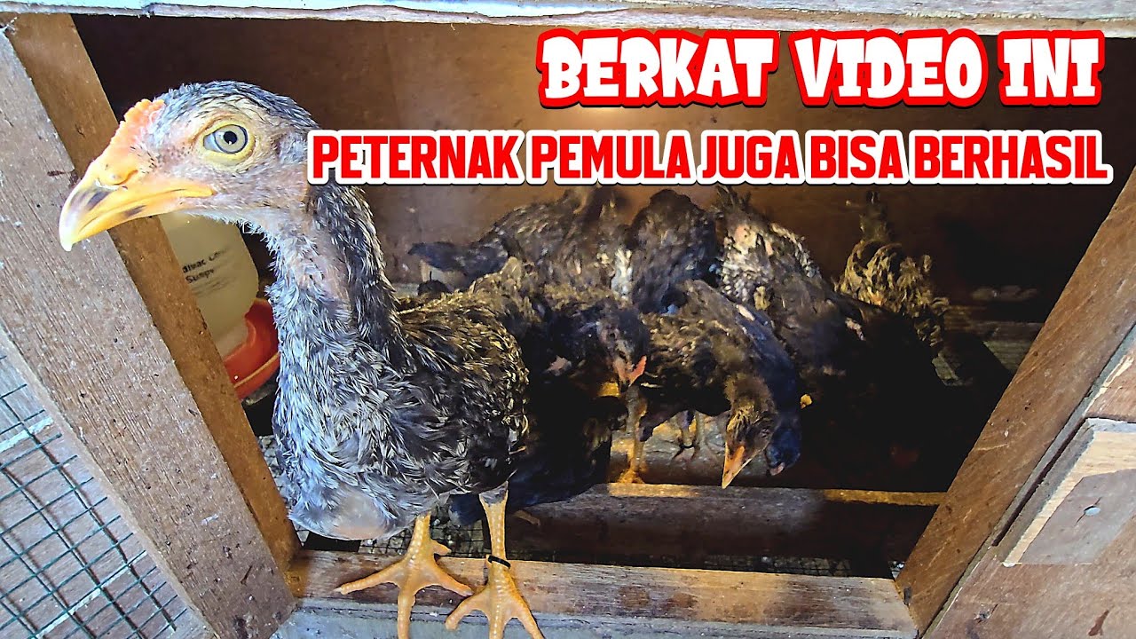 SUKSES TERNAK AYAM KAMPUNG DENGAN CARA MUDAH | BAPERAN