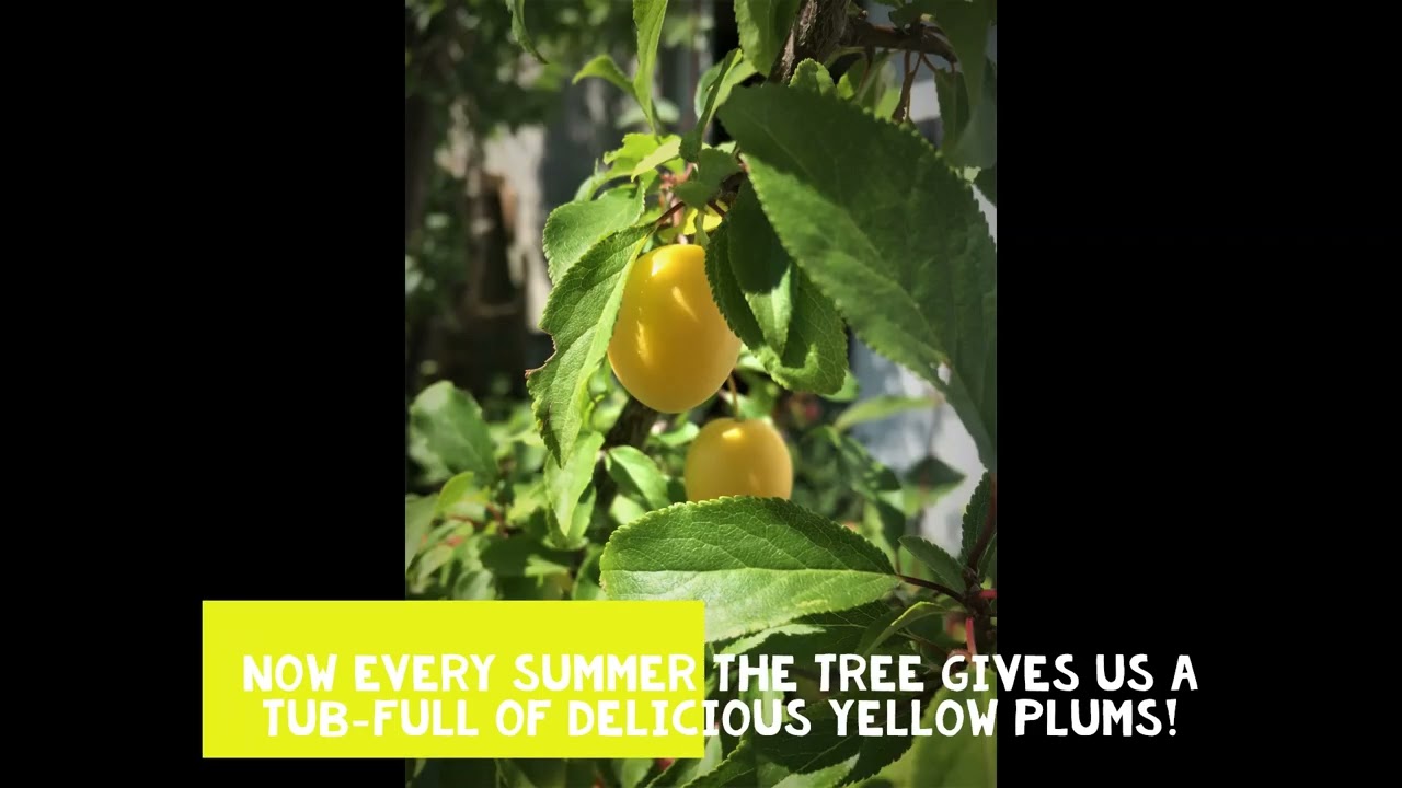 Yellow Egg Plum Tree