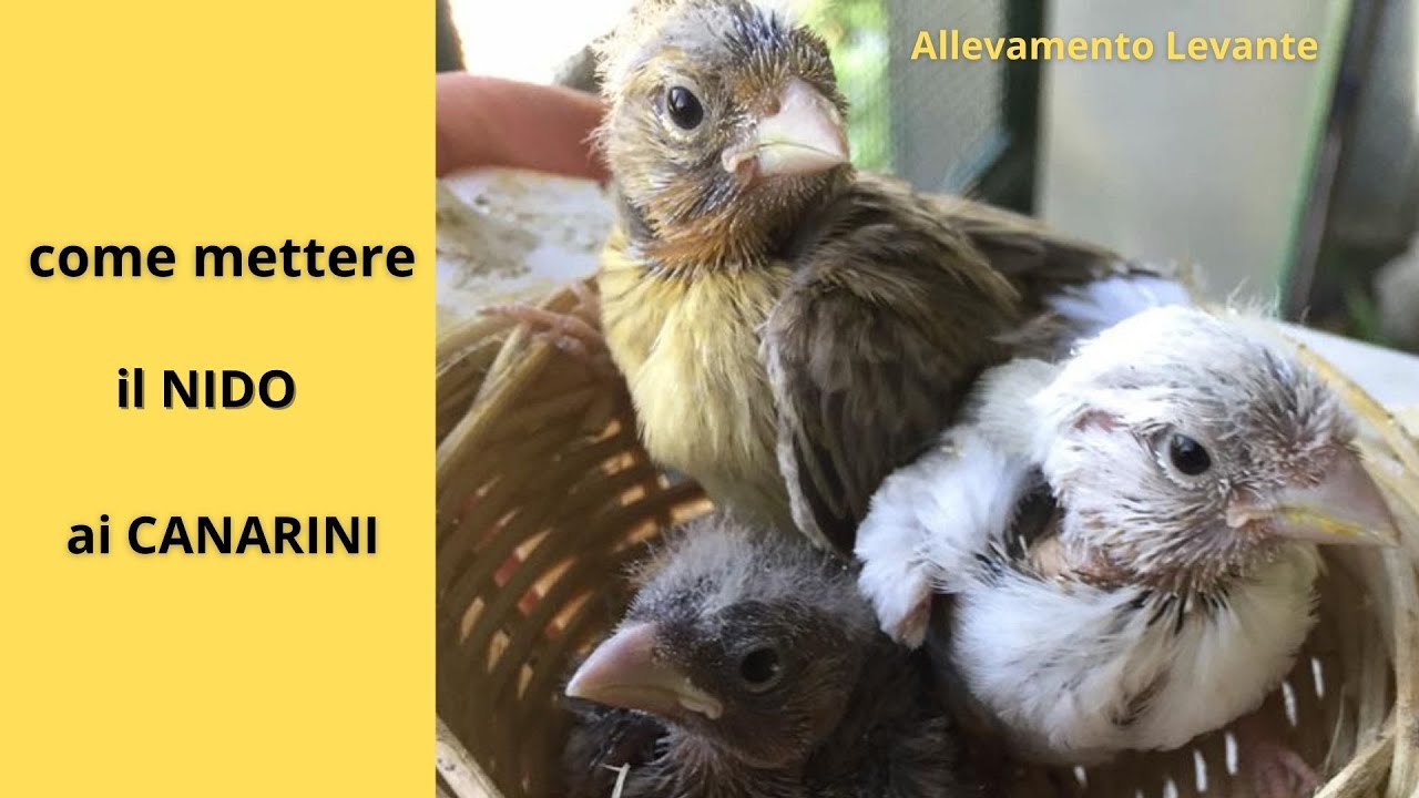 come mettere il nido ai canarini