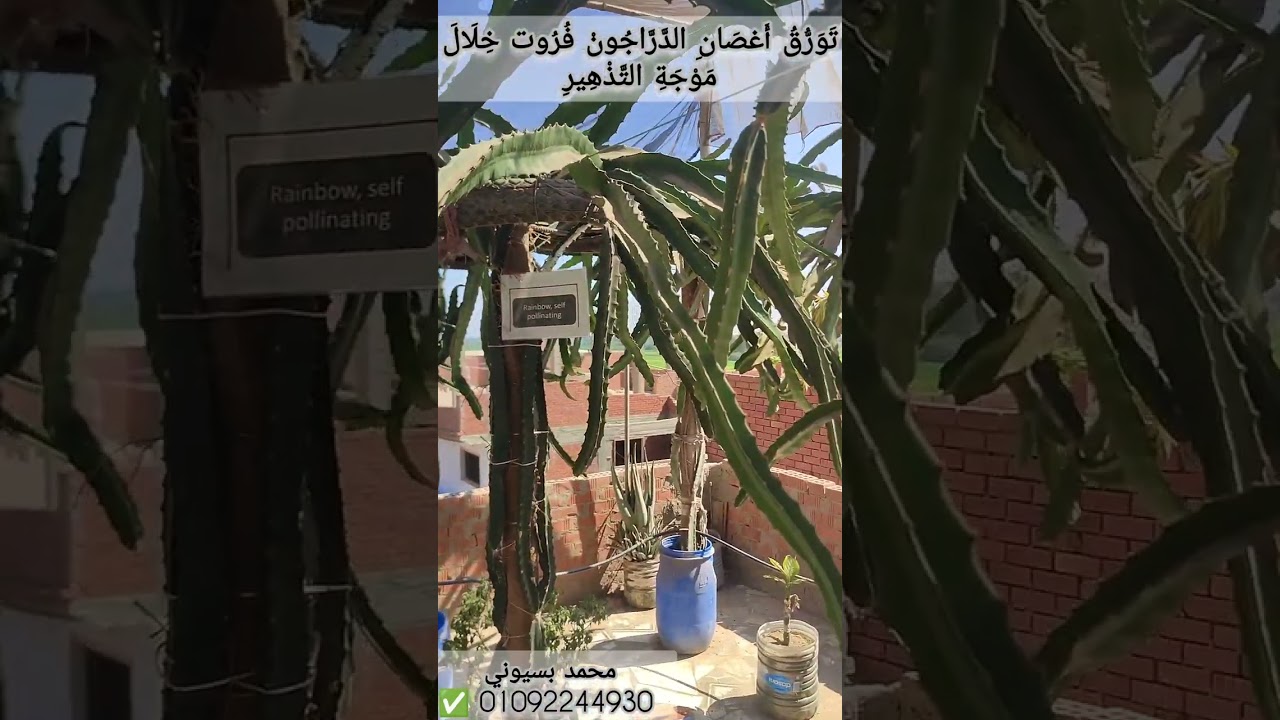  جفاف عصارة الدراجون خلال موجة التذهير اسباب وعلاج 