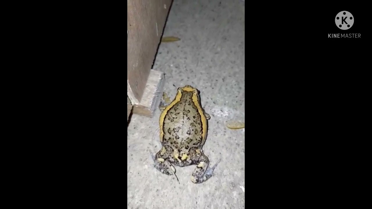 poisonous frog eating flying ants (documentary)☝️
