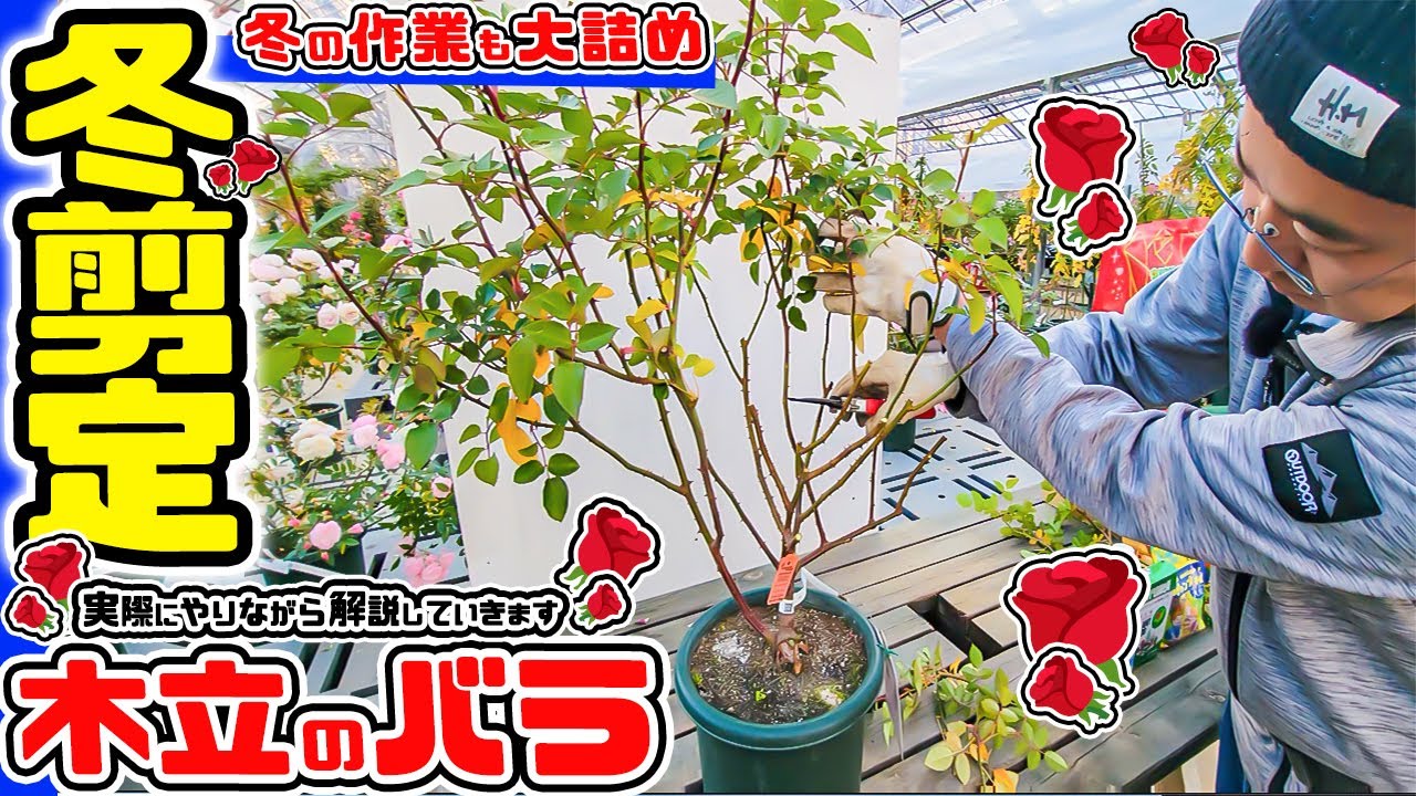 真冬の作業もいよいよ大詰めなので!ここで今一度お話しします【🌹木立のバラの冬剪定🌹】  那須ヒロガーデン店長 高木大輔さん