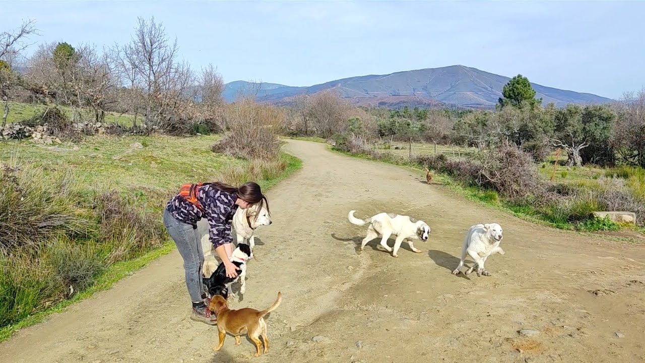 Nos llevamos al cachorro de Richard con los mastines, a ver qué pasa
