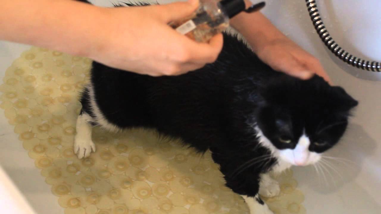 Wie bade ich meine Katze? (Stressfrei)