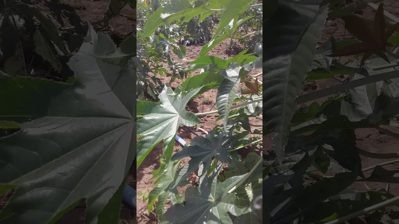 iniciando um novo plantio de mamona irrigada parte  3