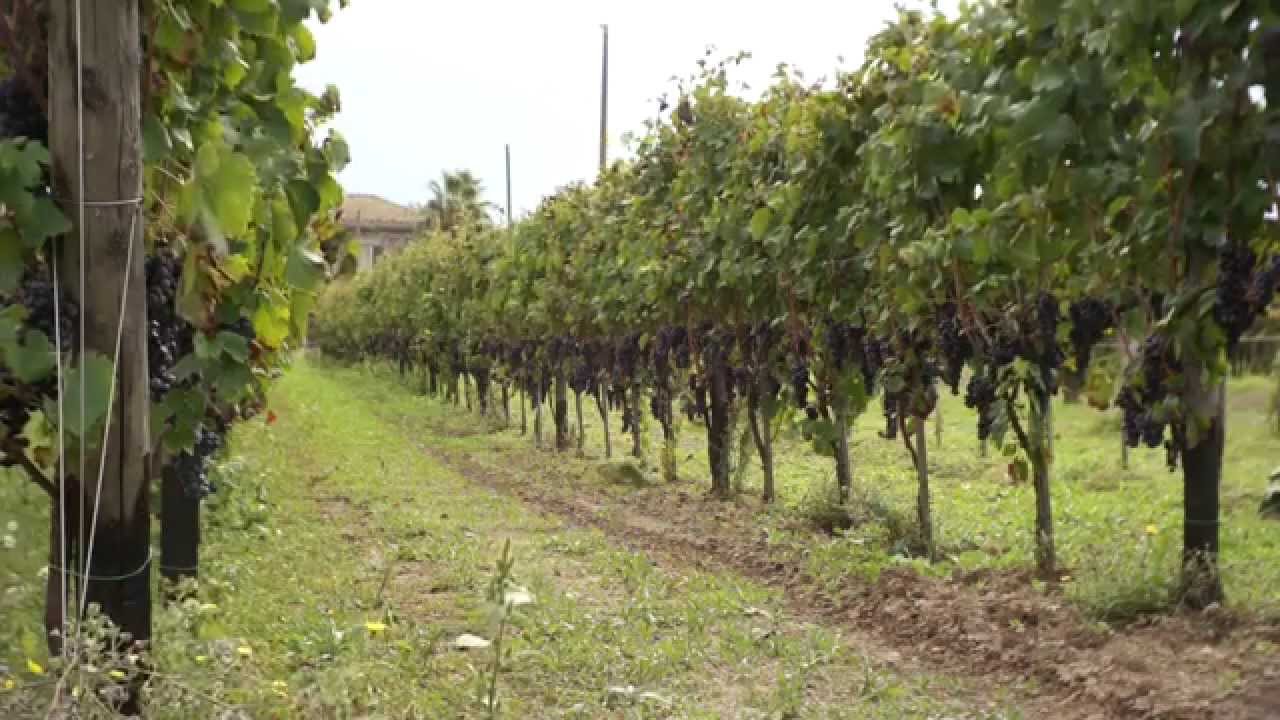 Strade di Vini - Ricreazione del paesaggio rurale Castelvenere BN