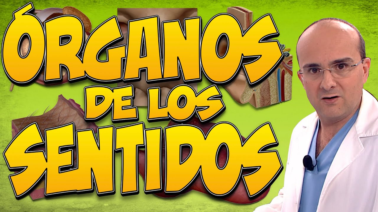 Los 5 &Oacute;RGANOS de los SENTIDOS: VISTA, O&Iacute;DO, TACTO, OLFATO Y GUSTO   &iquest;C&Oacute;MO FUNCIONAN? | CUERPO HUMANO
