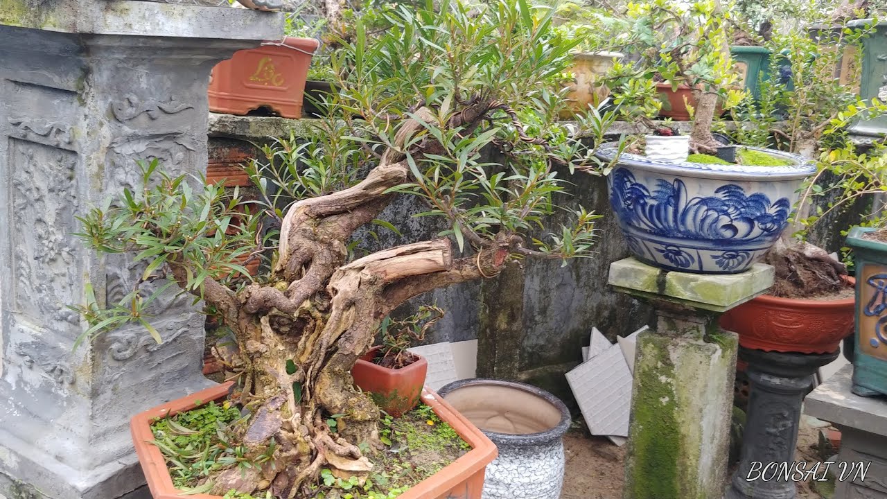 CÂY MỊ NƯƠNG GIÀ