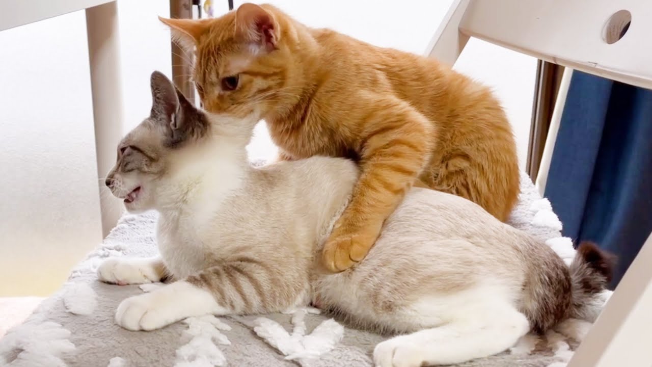 お兄ちゃん猫に噛まれちゃった子猫のその後の行動が...♡