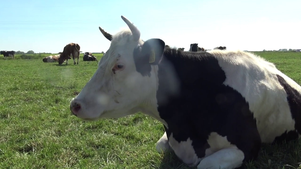 Verhaal 6: Is melk gezond? Boer Brunia deelt zijn kijk.