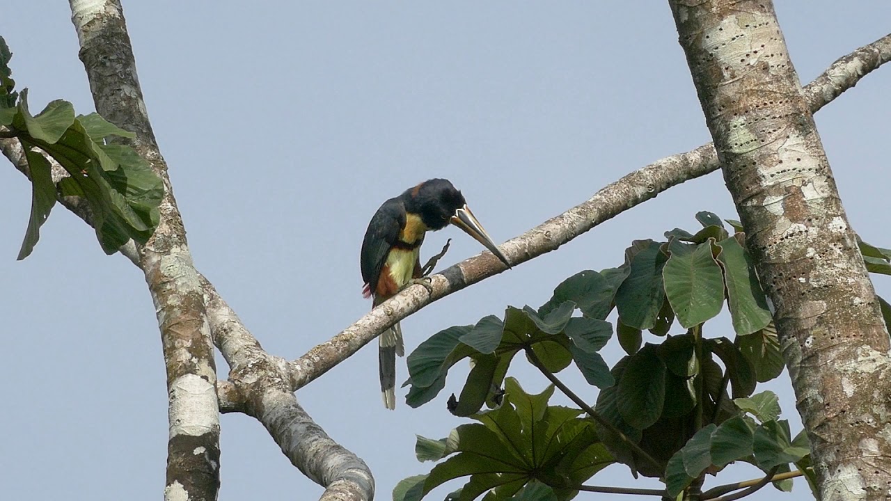 Collared Aracari (Pteroglossus torquatus)