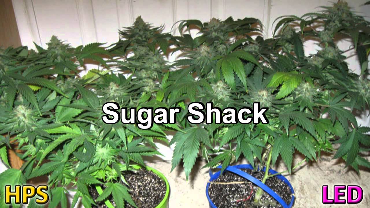 LED Grow Light 205W Penetrator vs 400W HPS Medical Marijuana Grow.mpg