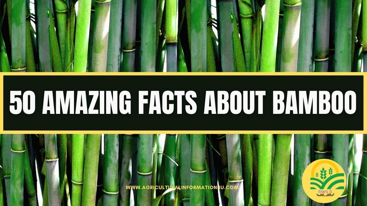 50 Amazing Facts About Bamboo | Interesting Facts About Bamboo Plant🎋 - Agriculture and Technology