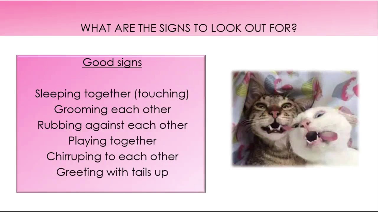 Feline Friends Academy: Multi-cat households
