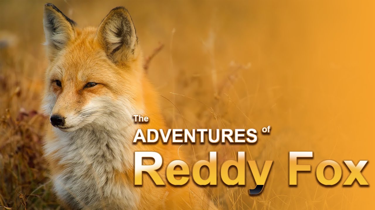 The Adventures of Reddy Fox / Chap 7 / Too Late Reddy Fox Hears