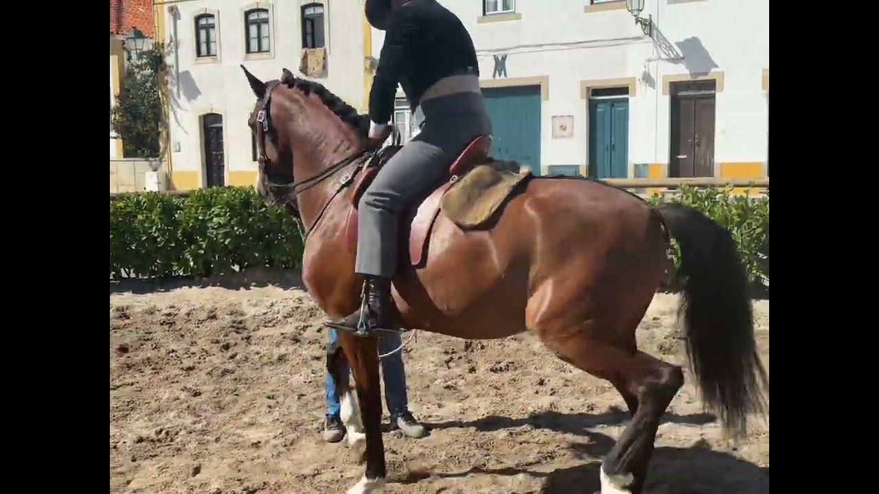 Gilberto Filipe en Golega #workingequitation #equitation #horsemanship #horseriding  #golegã