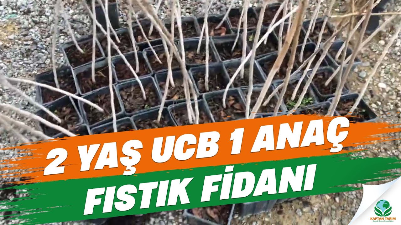 2 Yaş UCB 1 Anaç Fıstık Fidanı