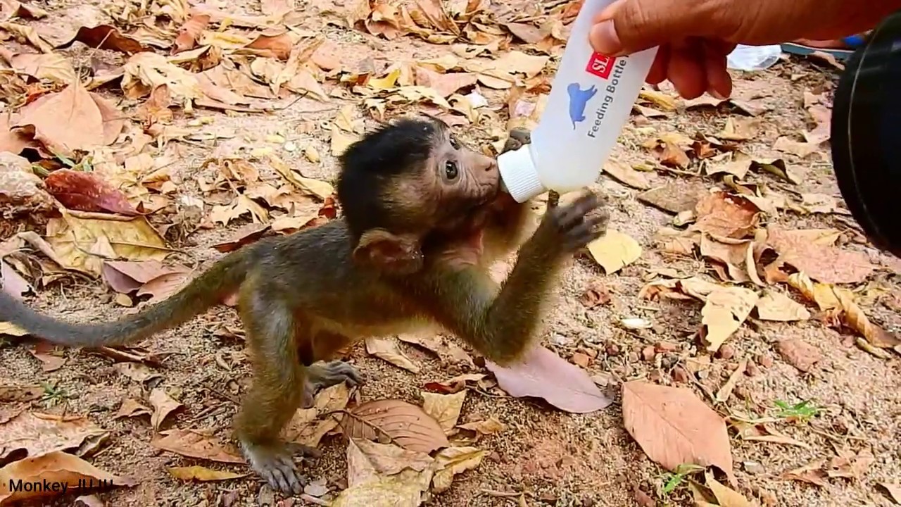 Mom and Tobai monkey hungry milk so much,Cameramen feeding milk for monkey,Monkey JuJu