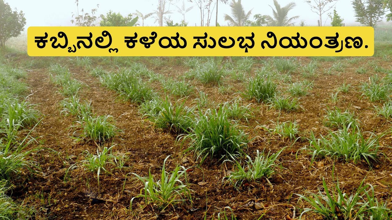 ಕಳೆನಾಶಕನೂ ಬೇಡ, ಕಳೆತಗೆಯುವವರೂ ಬೇಡ.