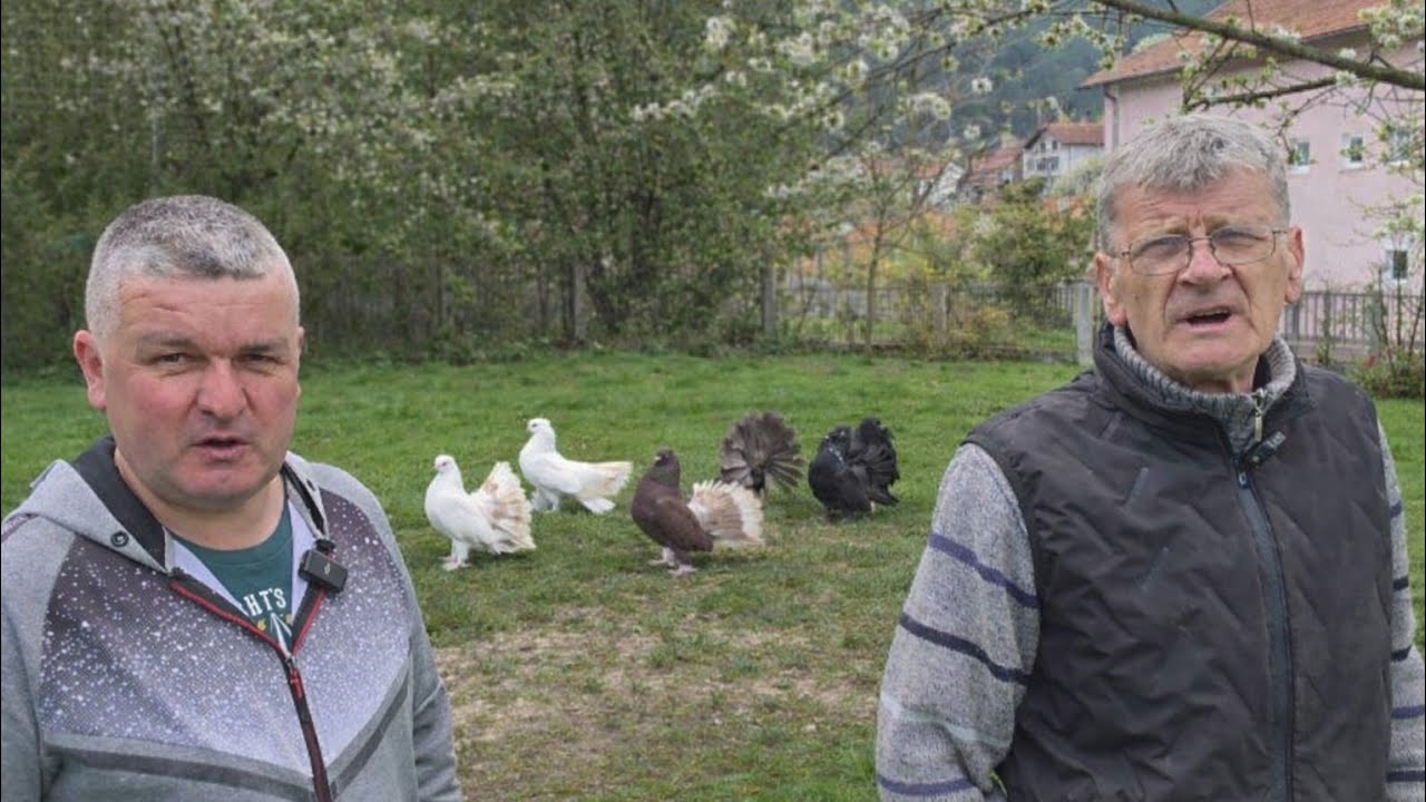 Uzgoj i hobi prema golubovima i koko&scaron;ima traje od 1968 god
